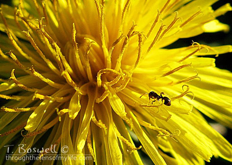 dandelion with ant