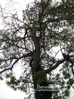 Fir tree