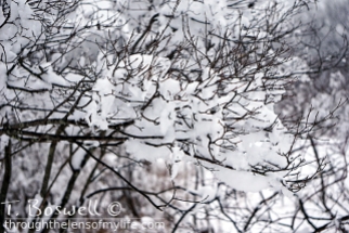 DSC01585-2-snow-textured-branches-terry-boswell-wm