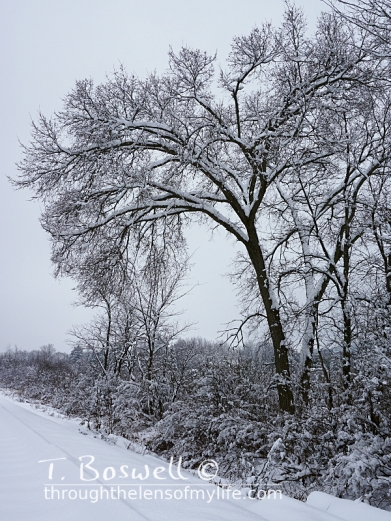 DSC01635-3-snow-tree-fog-3x4cp-terry-boswell-wm