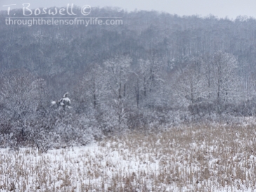 DSC01649-2-snow-fog-field-4x3cp-terry-boswell-wm
