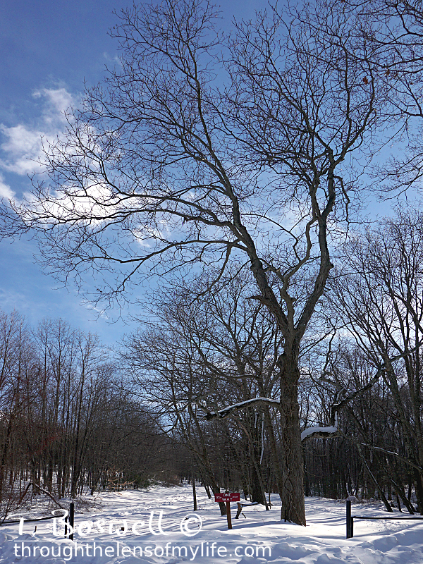 Winter White Woods. Warwick, NY. 