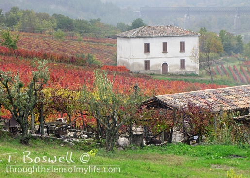 A vinyard in Taurasi, Italy.