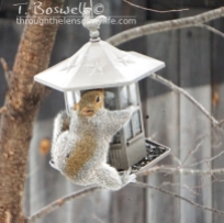 Fat squirrel hugging a bird feeder.