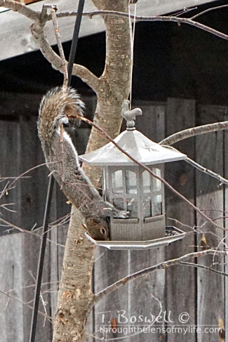 Squirrel stretching to eat from bird feeder.