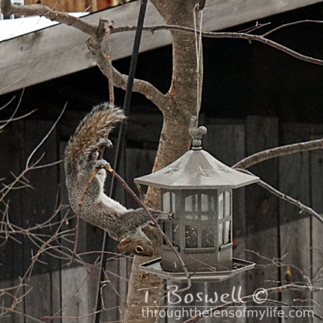 Upside down squirrel reaching for a bird feeder.