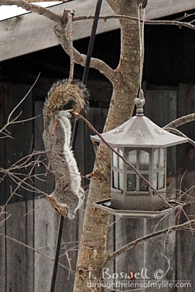 Upside down squirrel with sunflower seed.