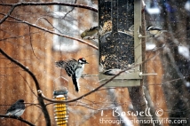 DSC06430-2-woodpecker-finch-feeder-snowing-3x2-terry-boswell-wm