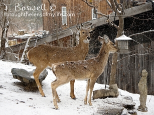 DSC06532-2-deer-bird-feeder-snow-4x3cp-terry-boswell-wm