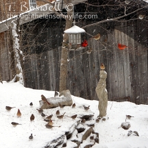 cardinals, sparrows, juncos, purple finch and chickadee.