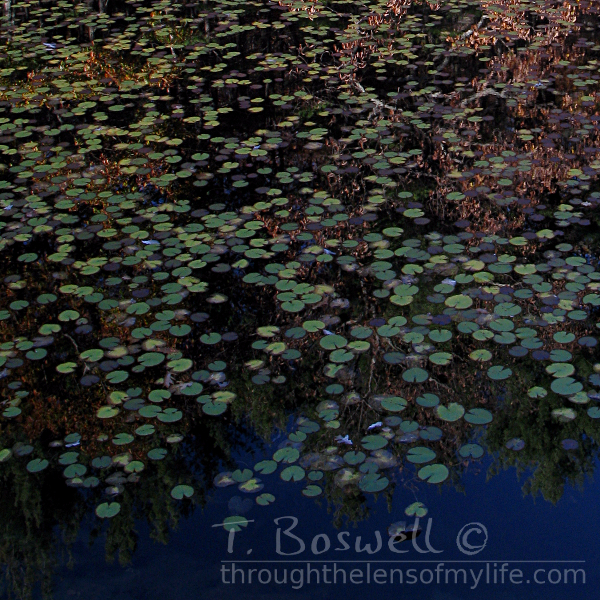 Lily pads and fall reflected in water.