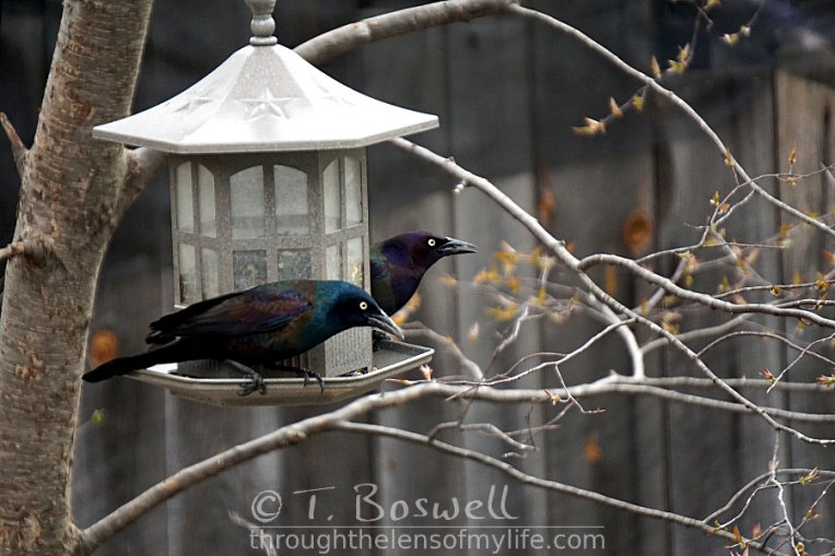 Iridescent grackles at the feeder.