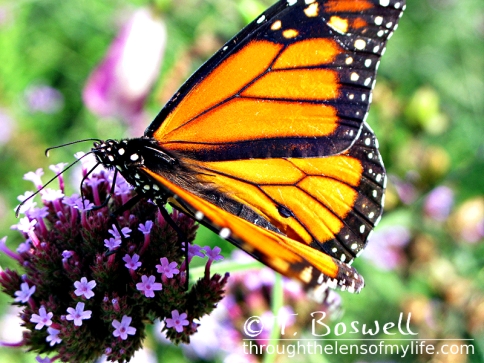 IMG-7992-3-orange-butterfly-4x3-terry-boswell-wm
