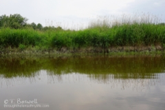 DSC01029-2-wallkill-river-reflections-grass-2015-terry-boswell-wm