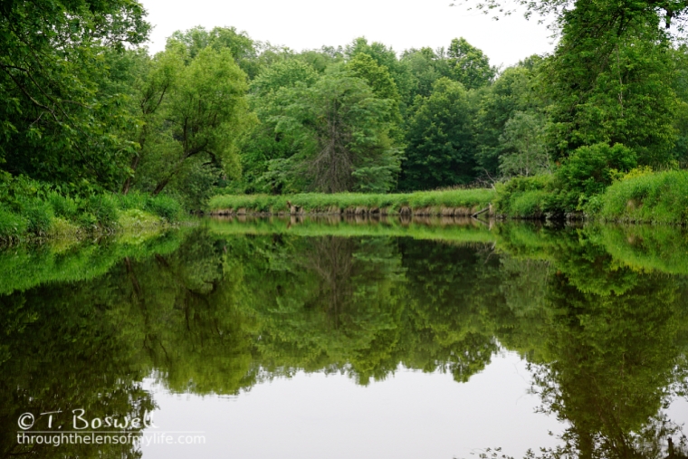 DSC01135-2-green-foliage-reflecting-wallkill-river-summer-2015-by-terry-boswell-bostree-sugar-loaf-nywm