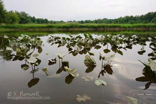 DSC01177-walllkill-river-lilly-paps-summer-2015-terry-boswell-wm