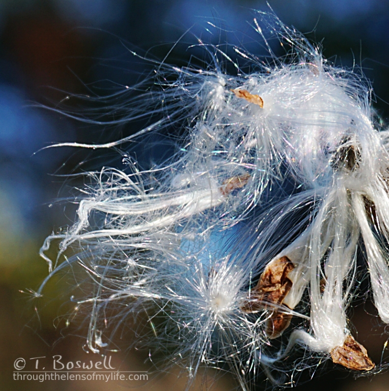 etherial milkweed silk and seeds