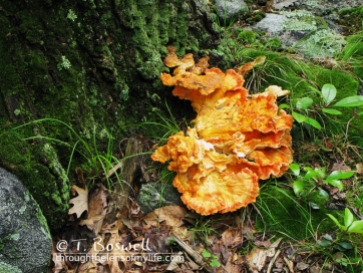 IMG_0740-2-orange-forest-floor-tree-mushroom-terry-boswell-wm