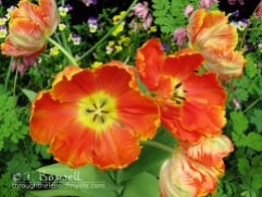 IMG_4493-2cp-fancy-ruffled-orange-tulips-terry-boswell-wm
