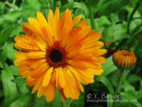 IMG_9918-2cp-orange-daisy-terry-boswell-wm