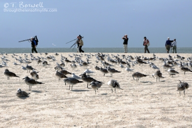 DSC03553-001-4cp-sea-gulls-terns-migrating-bird-watchers-photographers-cape-may-terry-boswell-wm