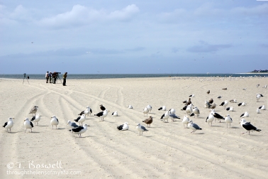 DSC03587-001-2-sea-gulls-terns-migrating-bird-watching-photographers-cape-may-terry-boswell-wm