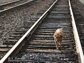 Canine traveler. Rail trail, Chester, NY. 2015
