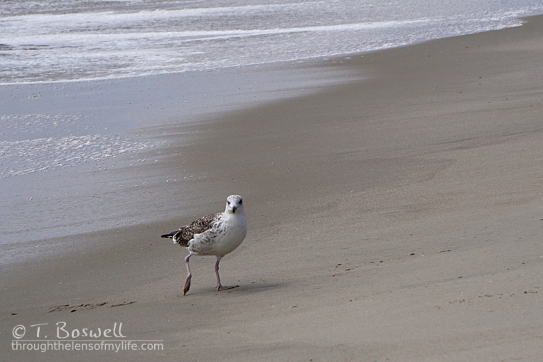 Seagull, Cape May