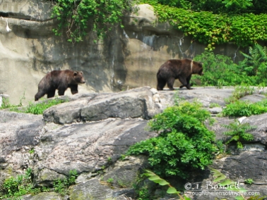 IMG_2887-2-4x3-bronx-zoo-bears-wm